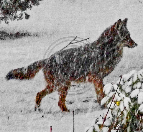 Coyote winter time Bourne, MA 2016