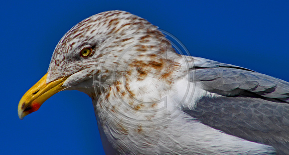 Seagull side profile