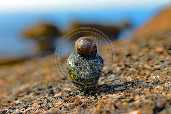 Snail on display