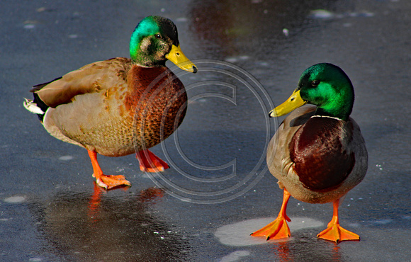 Dance off with two Mallards
