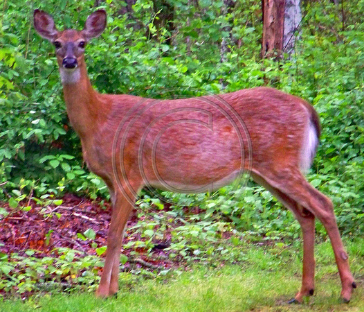 Deer female