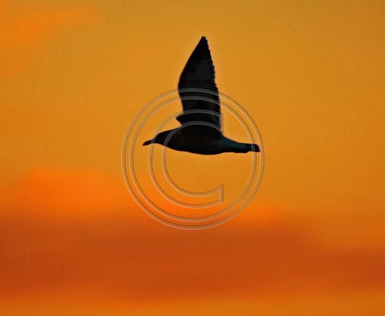 Seagull fly over at sunrise Cape Cod Bay