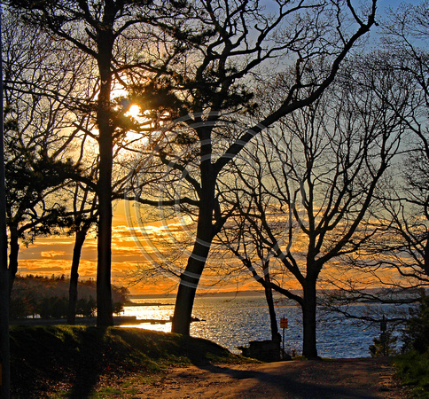 Sunset through the trees on Buzzards Bay