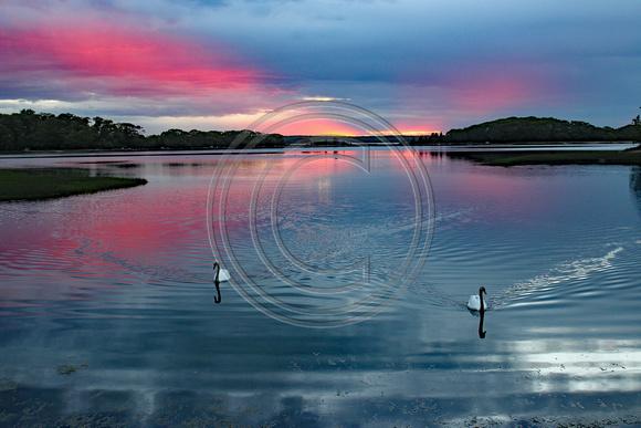 Mud Cove with a beautiful sunset  and two swans
