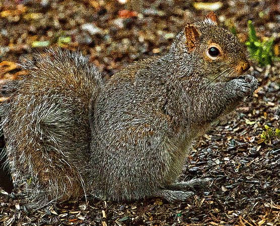 Back yard Squirrel