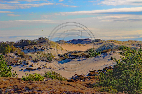The Dunes at Sandy Neck Cape Cod